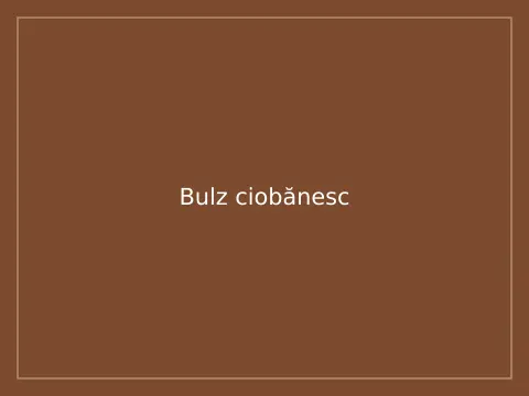Bulz ciobănesc